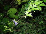 Aconitum Variegatum